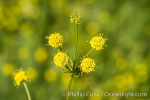 Wildflowers, Rancho La Costa, Carlsbad