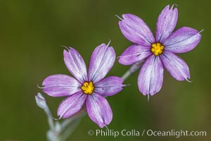 Wildflowers, Rancho La Costa, Carlsbad