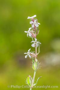 Wildflowers, Rancho La Costa, Carlsbad