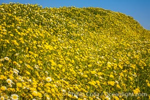 Wildflowers, Rancho La Costa, Carlsbad