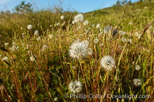 Wildflowers, Rancho La Costa, Carlsbad