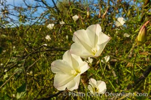 San Diego Morning Glory (Calystegia macrostegia tenuifolia), Rancho La Costa, Carlsbad, Calystegia macrostegia tenuifolia