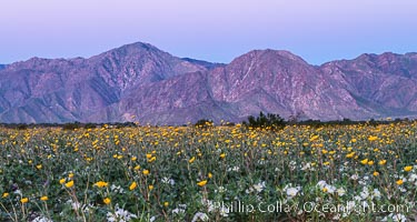 Wildflowers bloom in Anza Borrego Desert State Park, during the 2017 Superbloom, Anza-Borrego Desert State Park, Borrego Springs, California