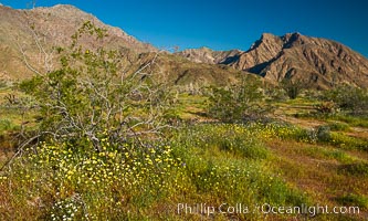 Wildflowers bloom in Anza Borrego Desert State Park, during the 2017 Superbloom, Anza-Borrego Desert State Park, Borrego Springs, California