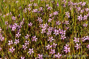 Wildflowers bloom in Anza Borrego Desert State Park, during the 2017 Superbloom, Anza-Borrego Desert State Park, Borrego Springs, California