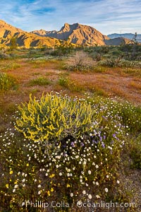 Wildflowers bloom in Anza Borrego Desert State Park, during the 2017 Superbloom. Anza-Borrego Desert State Park, Borrego Springs, California, USA, natural history stock photograph, photo id 33173