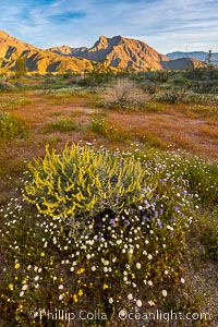 Wildflowers bloom in Anza Borrego Desert State Park, during the 2017 Superbloom