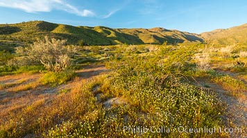 Wildflowers bloom in Anza Borrego Desert State Park, during the 2017 Superbloom, Anza-Borrego Desert State Park, Borrego Springs, California