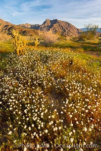 Wildflowers bloom in Anza Borrego Desert State Park, during the 2017 Superbloom, Anza-Borrego Desert State Park, Borrego Springs, California