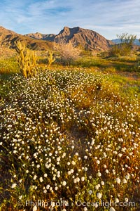 Wildflowers bloom in Anza Borrego Desert State Park, during the 2017 Superbloom