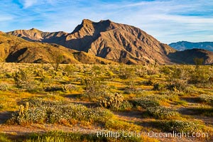 Wildflowers bloom in Anza Borrego Desert State Park, during the 2017 Superbloom