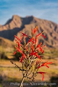 Wildflowers bloom in Anza Borrego Desert State Park, during the 2017 Superbloom