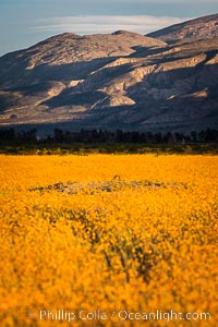 Image 33187, Wildflowers bloom in Anza Borrego Desert State Park, during the 2017 Superbloom. Anza-Borrego Desert State Park, Borrego Springs, California, USA, Phillip Colla, all rights reserved worldwide. Keywords: anza borrego, anza borrego desert state park, bloom, borrego springs, california, flower, nature, outside, plant, spring, superbloom.
