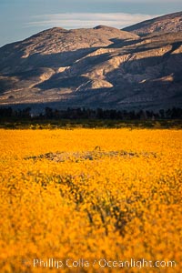 Wildflowers bloom in Anza Borrego Desert State Park, during the 2017 Superbloom