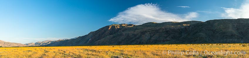 Wildflowers bloom in Anza Borrego Desert State Park, during the 2017 Superbloom
