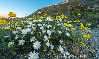 Wildflowers bloom in Anza Borrego Desert State Park, during the 2017 Superbloom