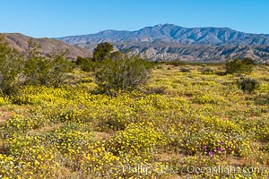 Wildflowers bloom in Anza Borrego Desert State Park, during the 2017 Superbloom, Anza-Borrego Desert State Park, Borrego Springs, California