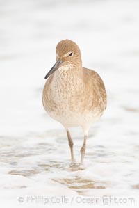 Willet on sand, Catoptrophurus semipalmatus, La Jolla, California