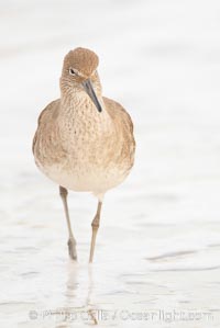 Willet on sand, Catoptrophurus semipalmatus, La Jolla, California