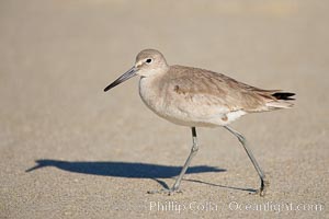 Willet walking on sand at low tide, sunrise, Catoptrophurus semipalmatus, La Jolla, California