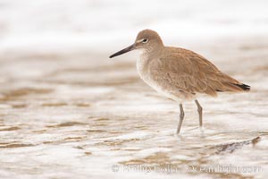 Willet on sand, Catoptrophurus semipalmatus, La Jolla, California