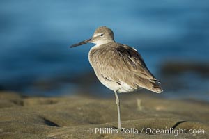 Willet, La Jolla, Catoptrophorus semipalmatus