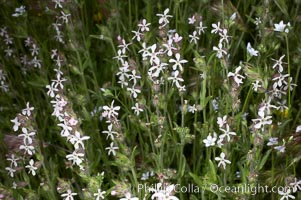 Windmill pink blooms in spring, Batiquitos Lagoon, Carlsbad, Silene gallica