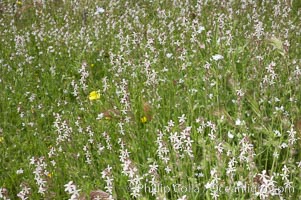 Windmill pink blooms in spring, Batiquitos Lagoon, Carlsbad, Silene gallica