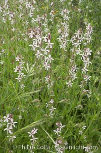 Windmill pink blooms in spring, Batiquitos Lagoon, Carlsbad, Silene gallica