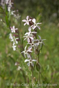 Windmill pink blooms in spring, Batiquitos Lagoon, Carlsbad, Silene gallica