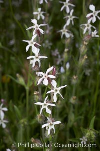 Windmill pink blooms in spring, Batiquitos Lagoon, Carlsbad, Silene gallica