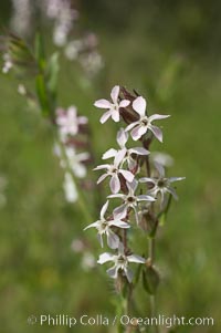 Windmill pink blooms in spring, Batiquitos Lagoon, Carlsbad, Silene gallica