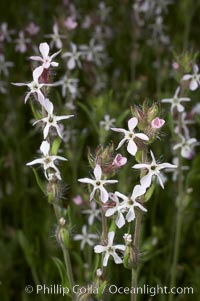 Windmill pink blooms in spring, Batiquitos Lagoon, Carlsbad, Silene gallica