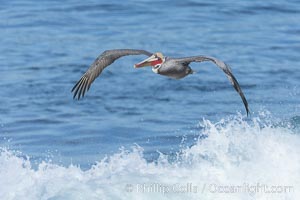 Windsurfing California Brown Pelican, La Jolla, Pelecanus occidentalis, Pelecanus occidentalis californicus