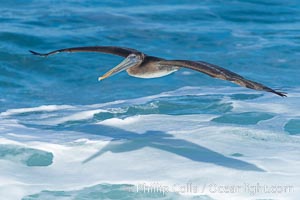 Windsurfing California Brown Pelican, La Jolla, Pelecanus occidentalis, Pelecanus occidentalis californicus