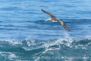 Windsurfing California Brown Pelican, La Jolla, Pelecanus occidentalis, Pelecanus occidentalis californicus