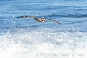 Windsurfing California Brown Pelican, La Jolla, Pelecanus occidentalis, Pelecanus occidentalis californicus