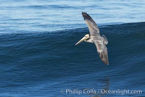 Windsurfing California Brown Pelican, La Jolla, Pelecanus occidentalis, Pelecanus occidentalis californicus