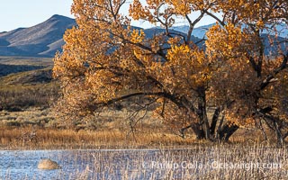 Winter Foliage and Late Afternoon Landscape, Bosque del Apache National Wildlife Refuge, Socorro, New Mexico