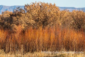 Winter Foliage and Late Afternoon Landscape, Bosque del Apache National Wildlife Refuge, Socorro, New Mexico