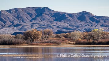 Winter Foliage and Late Afternoon Landscape, Bosque del Apache National Wildlife Refuge, Socorro, New Mexico