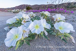 Winter Wildflowers Bloom in an Colorful Bouquet in Anza Borrego Desert State Park. Dune evening primrose (white) is mixed with sand verbena (purple) near Henderson Canyon Road. Sunrise light barely illuminating the flowers, Oenothera deltoides