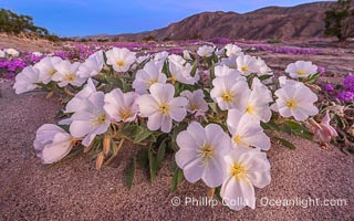 Winter Wildflowers Bloom in an Colorful Bouquet in Anza Borrego Desert State Park. Dune evening primrose (white) is mixed with sand verbena (purple) near Henderson Canyon Road. Sunrise light barely illuminating the flowers, Oenothera deltoides