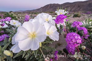 Winter Wildflowers Bloom in an Colorful Bouquet in Anza Borrego Desert State Park. Dune evening primrose (white) is mixed with sand verbena (purple) near Henderson Canyon Road. Sunrise light barely illuminating the flowers, Oenothera deltoides
