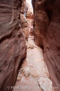 The Wire Pass narrows.  This exceedingly narrow slot canyon, in some places only two feet wide, is formed by water erosion which cuts slots deep into the surrounding sandstone plateau. Paria Canyon-Vermilion Cliffs Wilderness, Arizona, USA, natural history stock photograph, photo id 20720