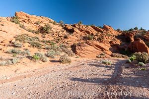 Wire Pass trail.  The Wire Pass trail runs along a river wash through sandstone bluffs and scattered trees and scrub brush, Paria Canyon-Vermilion Cliffs Wilderness, Arizona