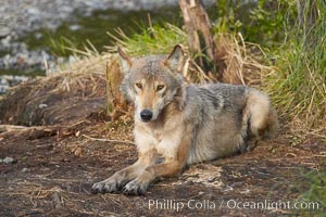 Wolf, Brooks River, Katmai National Park, Alaska