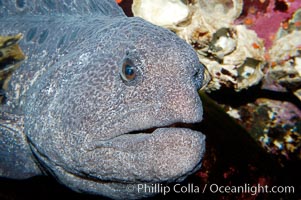 Wolf eel, although similar in shape to eels, is cartilaginous and not a true fish.  Its powerful jaws can crush invertibrates, such as spiny sea urchins.  It can grow to 6 feet (2m) in length, Anarrhichthys ocellatus