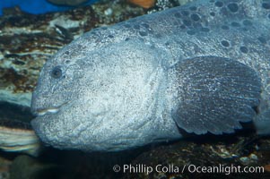 Wolf eel, although similar in shape to eels, is cartilaginous and not a true fish.  Its powerful jaws can crush invertibrates, such as spiny sea urchins.  It can grow to 6 feet (2m) in length, Anarrhichthys ocellatus