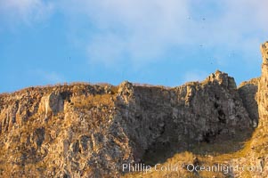 Wolf Island seacliffs, home to many seabirds